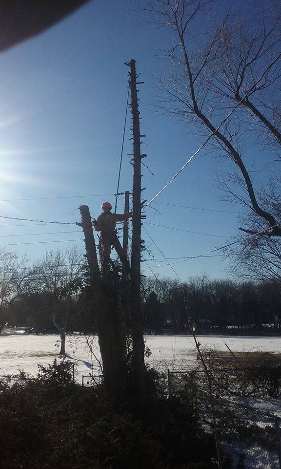 Image for Apple Valley Tree Service with ID of: 1980816