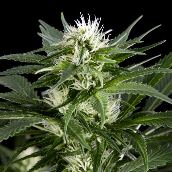 Image for Lemon Og Haze Autoflower with ID of: 1982327