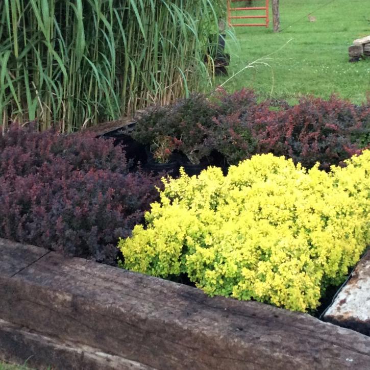 Image for Lett's Ornamentals Grasses & Nurseries with ID of: 1983453