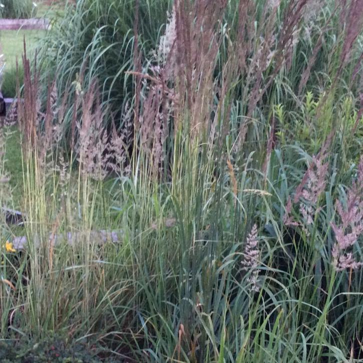 Image for Lett's Ornamentals Grasses & Nurseries with ID of: 1983454