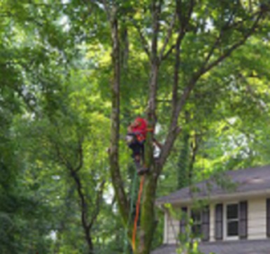 Image for Tree Services Alpharetta with ID of: 1986729
