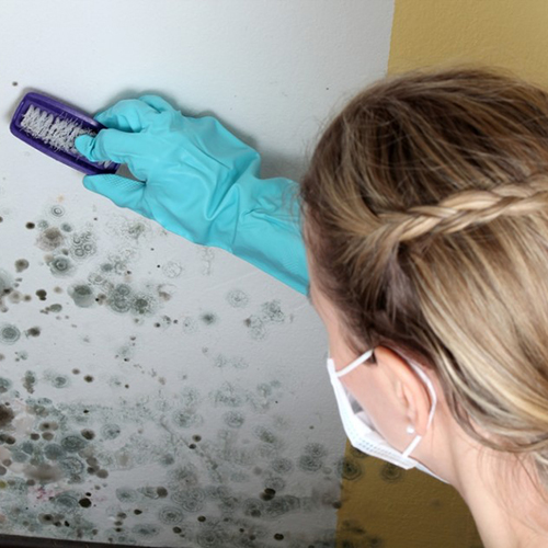 Image for Mold Inspection & Testing Miami FL with ID of: 1987063