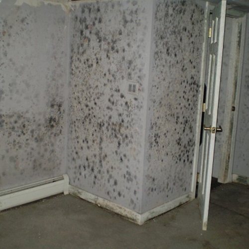 Image for Mold Inspection & Testing Denver with ID of: 1987258