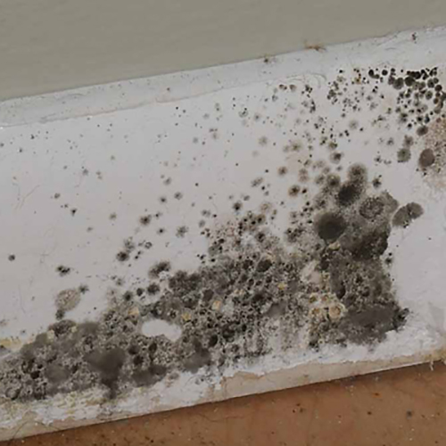 Image for Mold Inspection & Testing Memphis with ID of: 1989468