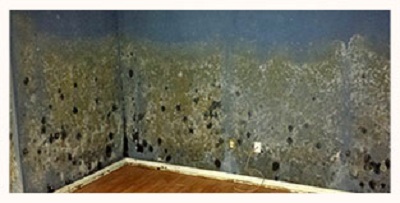 Image for TampaBayMold.net- Clearwater with ID of: 1991893