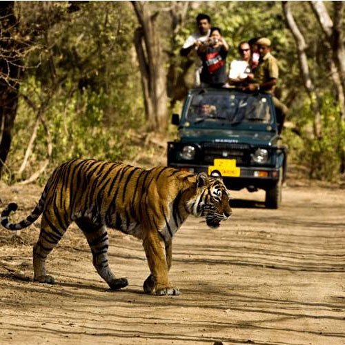 Image for Travelntoursindia with ID of: 1992157