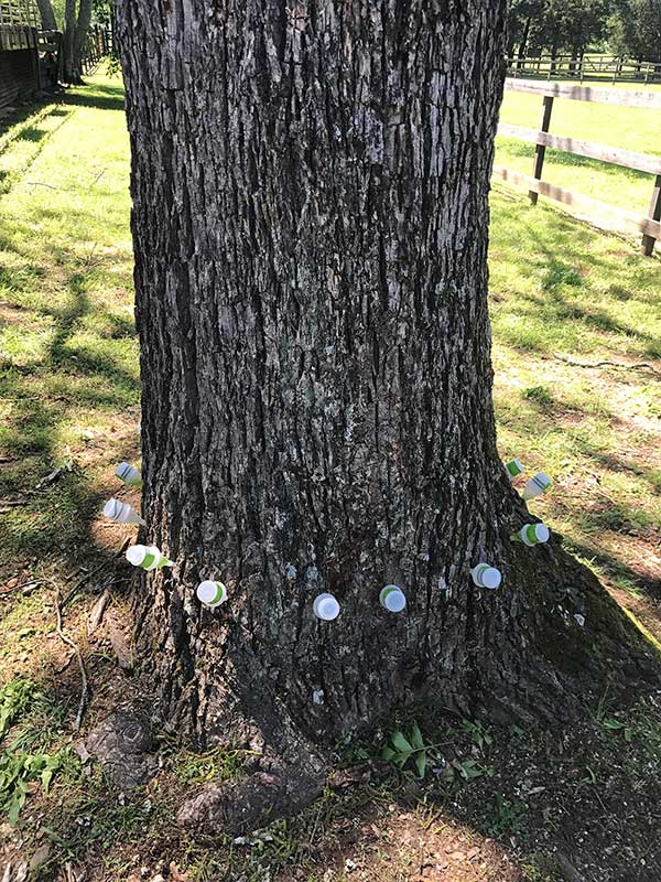 Image for David's Tree Service with ID of: 1995053