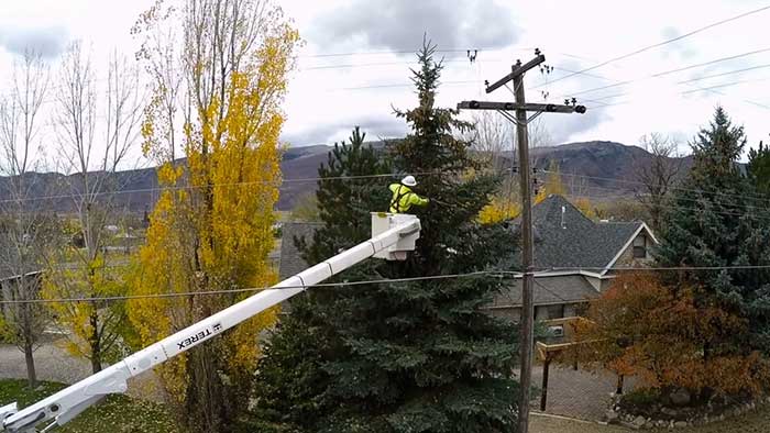 Image for David's Tree Service with ID of: 1995056