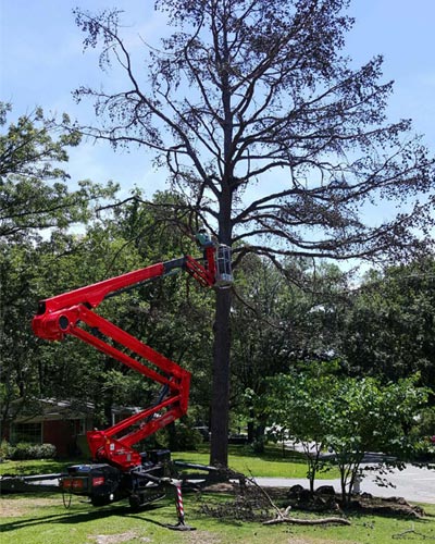 Image for David's Tree Service with ID of: 1995065