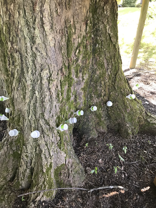Image for David's Tree Service with ID of: 1995070