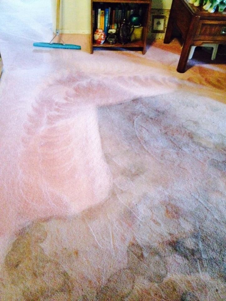 Image for United Carpet Care with ID of: 1995754