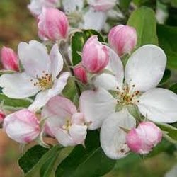 Image for Apple Blossom Dentistry with ID of: 1996068