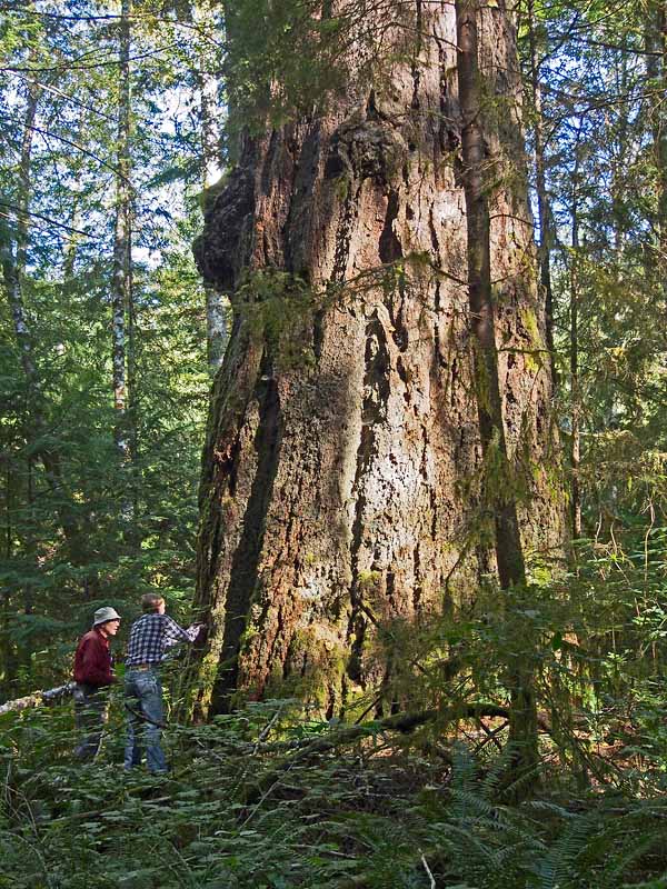 Image for Cascade Forest Conservancy with ID of: 1996126