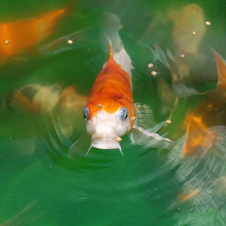Image for Personal Touch The Fish Superstore with ID of: 1996783