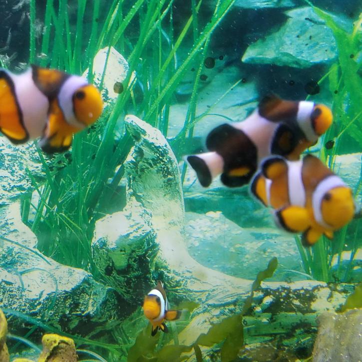 Image for Personal Touch The Fish Superstore with ID of: 1996803