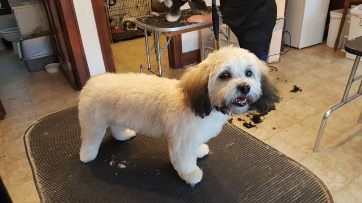 Image for Hot Dog's Pet Salon LLC with ID of: 1998131