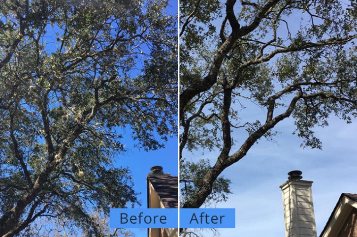 Image for Yates Tree Inc with ID of: 2000421