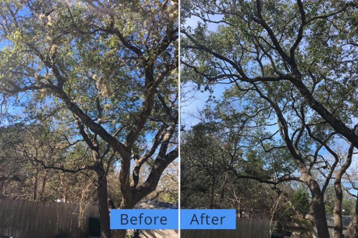 Image for Yates Tree Inc with ID of: 2000422
