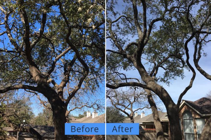 Image for Yates Tree Inc with ID of: 2000423