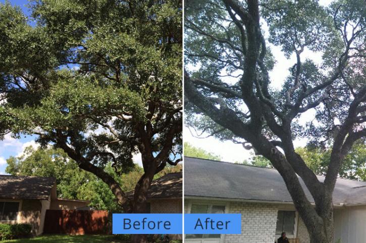 Image for Yates Tree Inc with ID of: 2000424