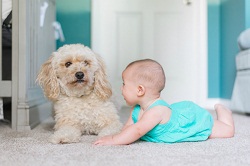 Image for Katy Carpet Cleaning Pros with ID of: 2010100