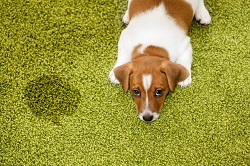 Image for Katy Carpet Cleaning Pros with ID of: 2010104