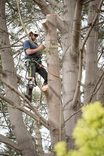 Image for Coastal Tree Care with ID of: 2012633