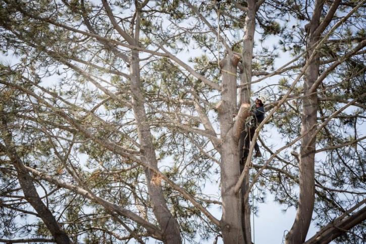 Image for Coastal Tree Care with ID of: 2012634