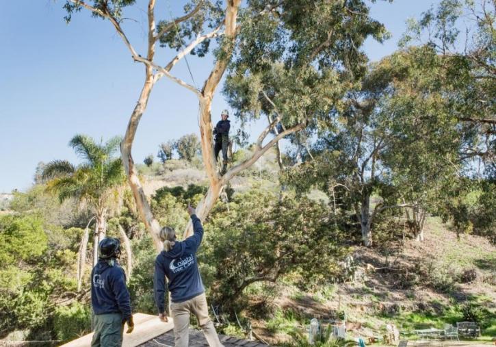 Image for Coastal Tree Care with ID of: 2012635