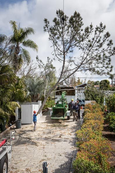 Image for Coastal Tree Care with ID of: 2012636