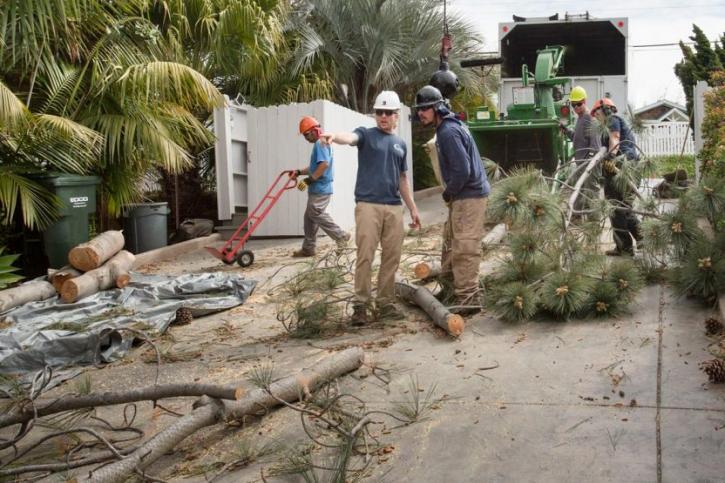 Image for Coastal Tree Care with ID of: 2012638
