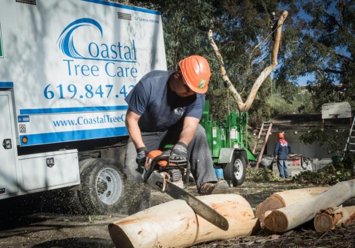 Image for Coastal Tree Care with ID of: 2012641