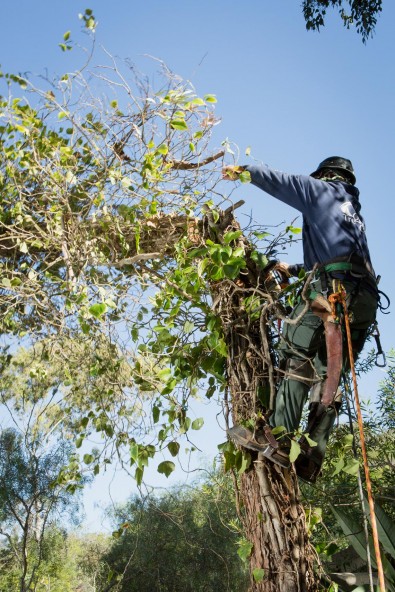 Image for Coastal Tree Care with ID of: 2012642