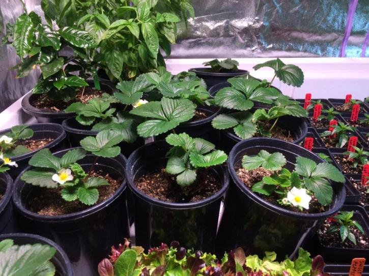 Image for Mount Massive Garden Supply LLC with ID of: 2021634