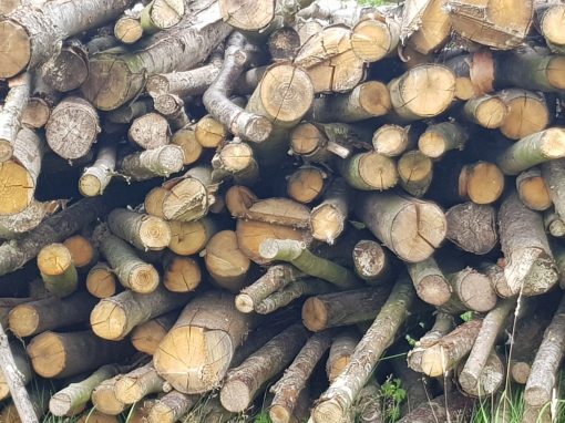 Image for Kent Log Company with ID of: 2022146