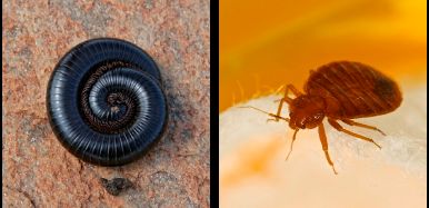 Image for Scorpion Universal Pest Management with ID of: 2026031