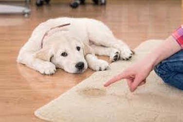 Image for Wilson Carpet Cleaning with ID of: 2027278