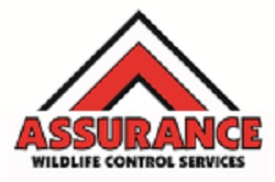 Image for Assurance Wildlife Control with ID of: 2029764
