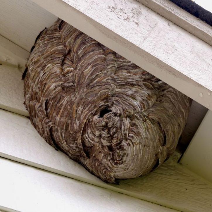 Image for Pro Pest Control Service with ID of: 2029854