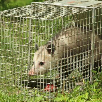 Image for Pro Pest Control Service with ID of: 2029856