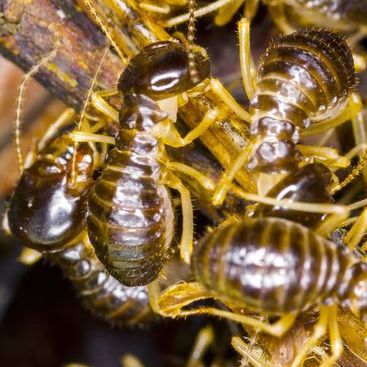 Image for Pro Pest Control Service with ID of: 2029857