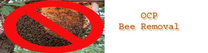 Image for OCP Bed Bug Exterminator Phoenix AZ with ID of: 2033803