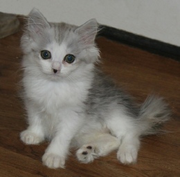 Image for RagaMuffin with ID of: 2035775