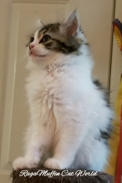 Image for RagaMuffin with ID of: 2035776