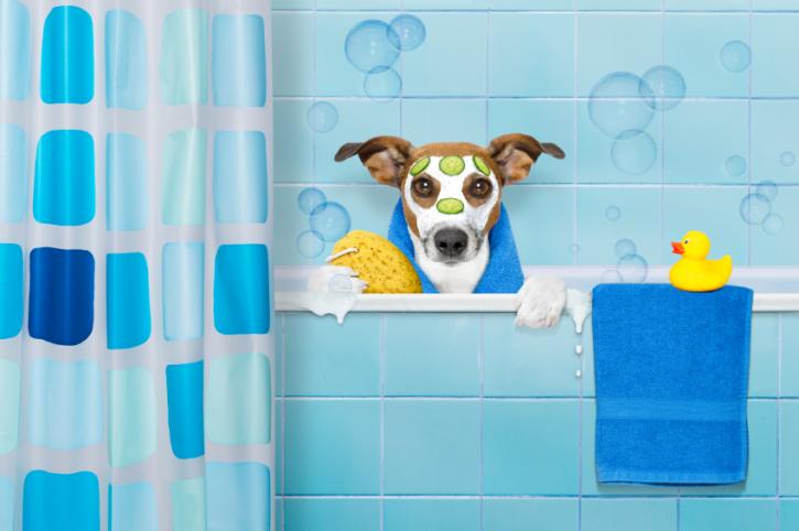 Image for Pet Spa Katy TX with ID of: 2036631