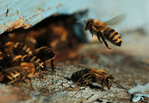Image for Bat, Bee & Hornet Removal Service with ID of: 2037994