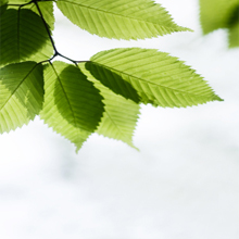 Image for Masterclean Carpet & Upholstery Cleaning with ID of: 2047151