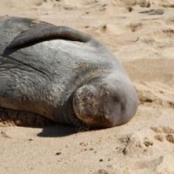 Image for Dynamic Tour Hawaii with ID of: 2049766