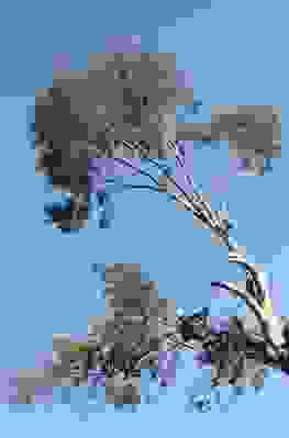Image for Tree Services Atlanta with ID of: 2049853