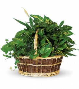 Image for Johnston's Quality Flowers Inc. with ID of: 2055160